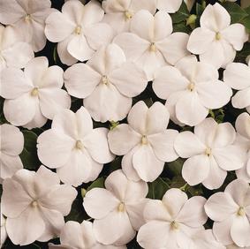 Impatiens kopen Kalmthout